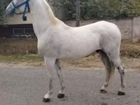 公马, Lipizzaner — 照片 2