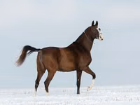 Farasi jike, Akhal-Teke — picha 2