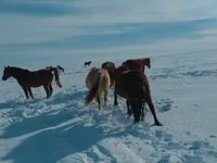Caballo, Kushum Horse — foto 1