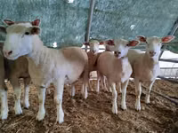 Oveja, Ile-de-France sheep — foto 4