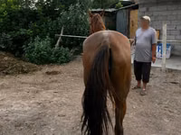 Stute, Canadian horse breed — Foto 3