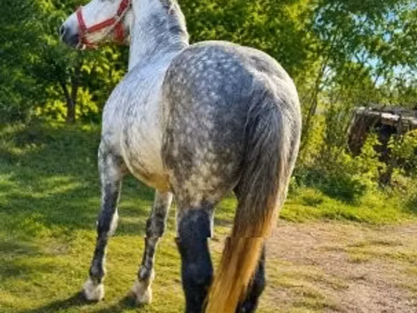 حصان, الخيول