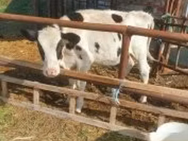 Vaca, Simmental cattle