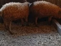Boar — photo 1