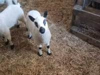 Carnero, Cerry Hill sheep — foto 5