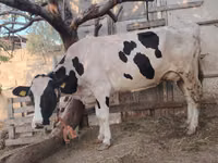 Kuh, Holstein-Rasse — Foto 8