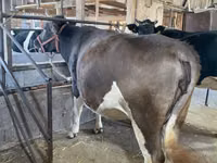 Kuh, Holstein-Rasse — Foto 6