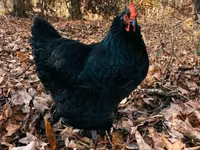 Australorp — Foto 3