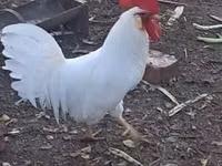 Leghorn — picha 3