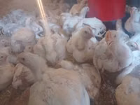 Chickens — picha 1