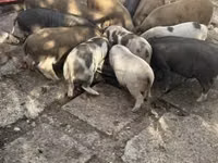 नर सूअर — फ़ोटो 1