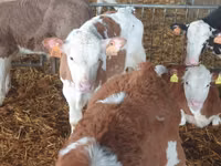 公牛, Simmental cattle — 照片 1