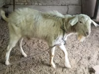 बकरी, Irish goat — फ़ोटो 1