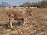 Ng'ombe jike, Latvian Blue cattle — picha 1