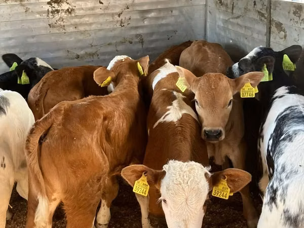 Cattle (batch, sex not specified), Simmental cattle
