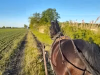 घोड़ा, Nonius horse — फ़ोटो 1
