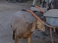 भेड़, Arashan sheep — फ़ोटो 6