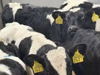 Rinder (Partie, Geschlecht nicht angegeben), Simmental cattle — Foto 6