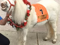 Stute, Miniature horse — Foto 4