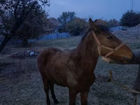 Caballo, Tiger horse — foto 5