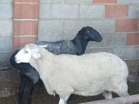 母羊, Sheep — 照片 2