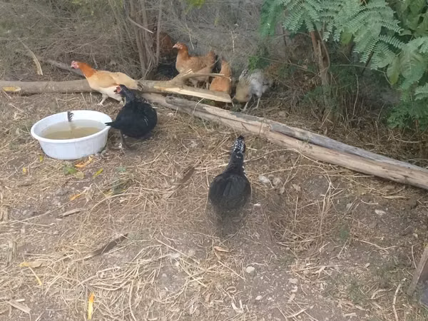 Shamo chickens — Kenya