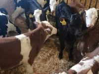 牛只（批次，未指定性别）, Russian Black pied cattle — 照片 8