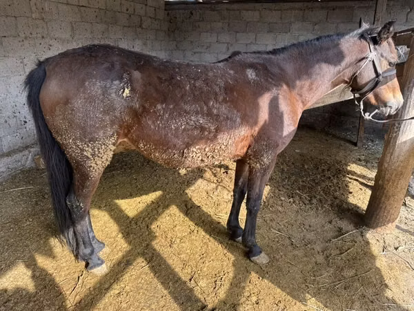 Mare, Horses