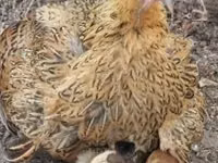 Chickens — الصورة 8