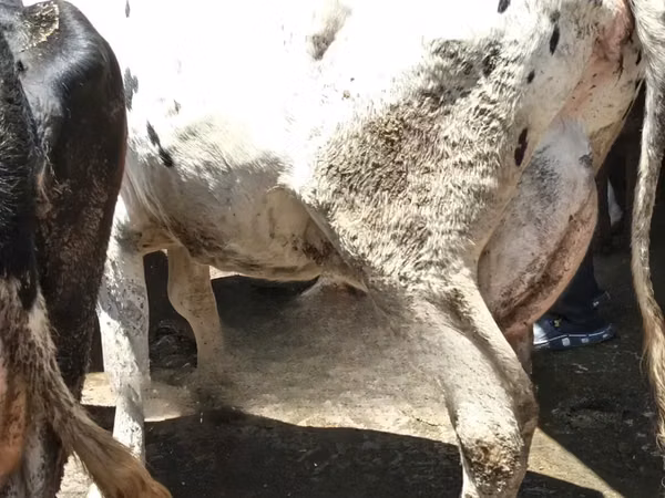 Cow, Cattle