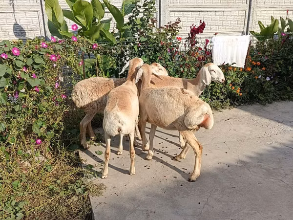 Sheep, Sheep