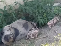 Säue, Schweine — Foto 2