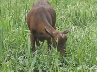 Mbuzi jike, Irish goat — picha 5