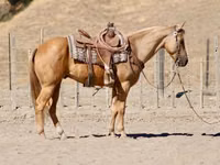 حصان, Quarter Horse — الصورة 4