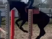 حصان, Hungarian horse breed — الصورة 4
