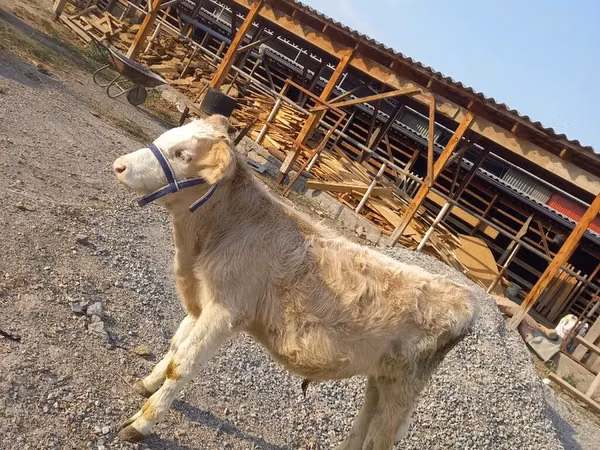 Ng'ombe dume, Swiss cattle