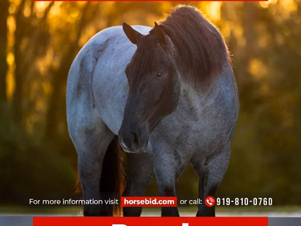 公马, Percheron
