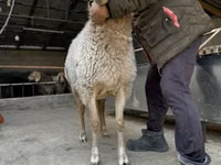 Sheep, Arashan sheep — photo 8
