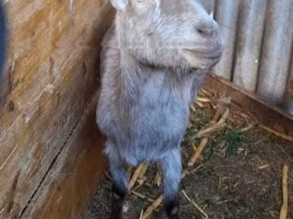 Коза, Козлы