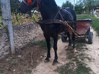 Farasi dume, Farasi — picha 3
