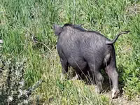 Boar — photo 2