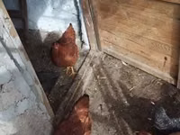 Chickens — photo 4