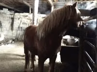 خيول (دفعة، الجنس غير محدد), Russian Don — الصورة 5
