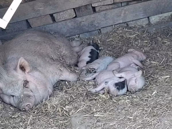 Boar, 
