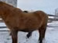 Caballo, Yakutian horse — foto 5