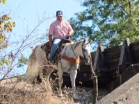 Caballo, Quarter Horse — foto 3