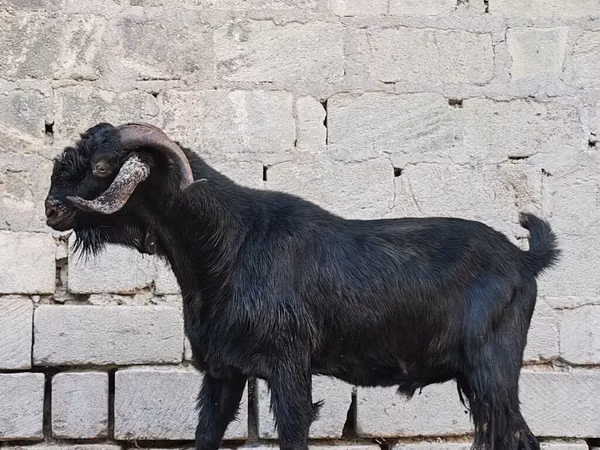 Mbuzi dume, Mbuzi