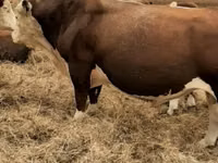 Bull, White-headed Ukrainian — photo 1