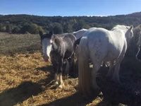 Farasi dume, Gypsy horse — picha 2