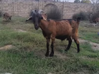 عنزة, الماعز — الصورة 2